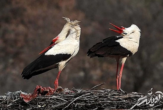 تصاویر منتخب حیات وحش در یک هفته تصاویر منتخب حیات وحش در یک هفته